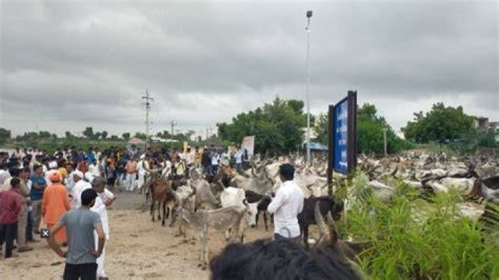 
Thousands of cows on Gujarat highways block traffic as govt fails to fund shelter homes 
